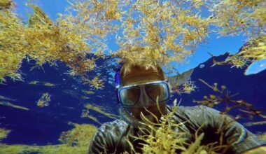 Ocean adventure film to screen at Key Biscayne Lunch & Learn | Key Biscayne