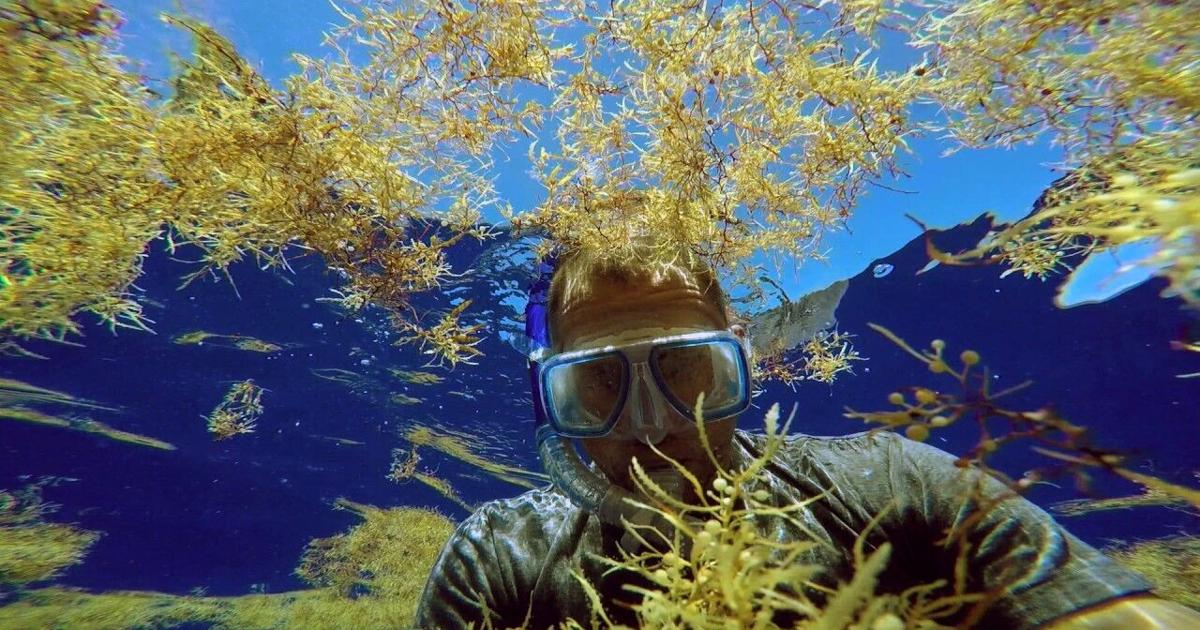 Ocean adventure film to screen at Key Biscayne Lunch & Learn | Key Biscayne