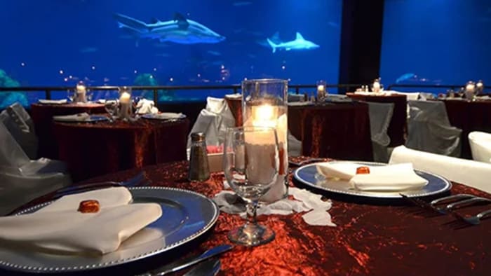 SeaWorld Orlando offers Valentine’s Day shark soirée for couples