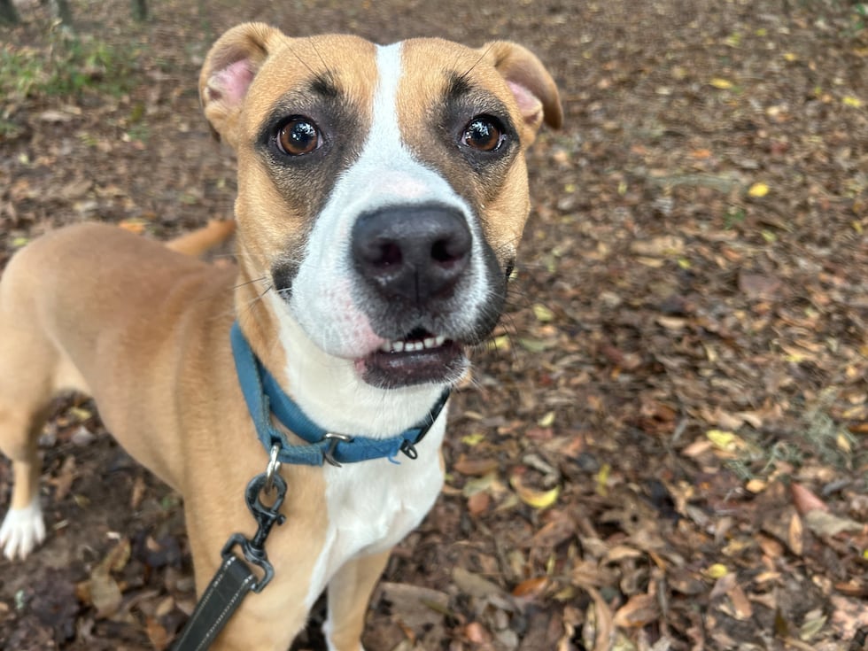 Whisper has been waiting for her fur-ever family since October.  She's more than ready to go...