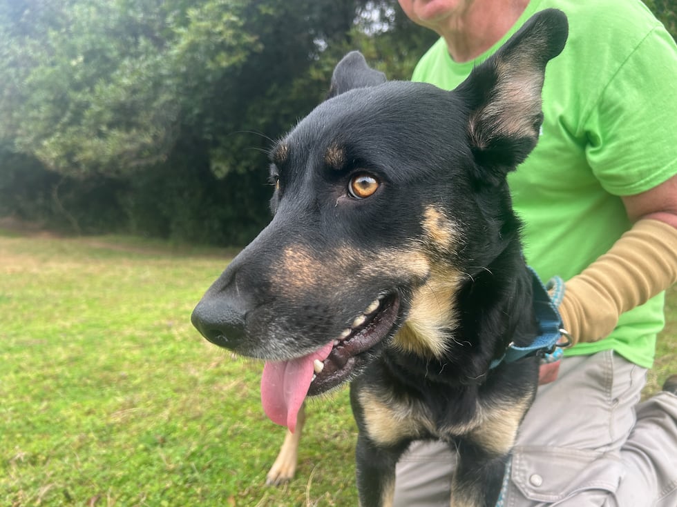 True is a lap dog in the making!