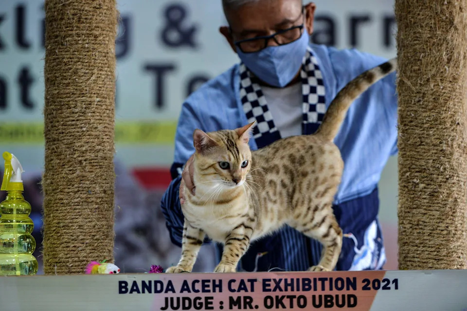 International judge Okto Surely of Indonesia looks over a Savannah cat during a cat show in Banda Aceh on February 28, 2021. (Photo by CHAIDEER MAHYUDDIN / AFP) (Photo by CHAIDEER MAHYUDDIN/AFP via Getty Images)