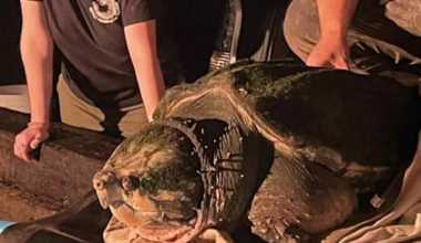 What happened to Tonca, the giant turtle at MOSH?