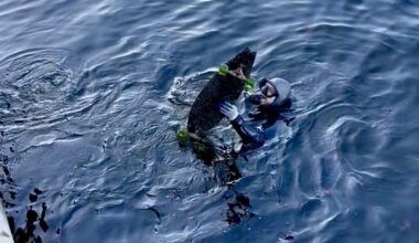 Three Agencies, Dive Volunteers Cleaning Hillsborough River