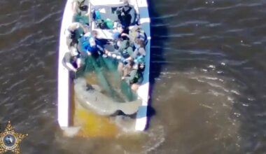 Injured mother manatee and calf are rescued in Florida and taken to SeaWorld :: WRAL.com