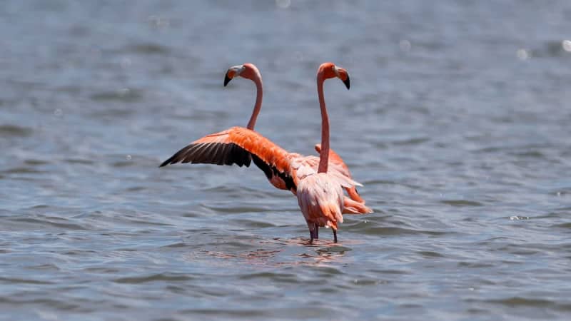 Yahoo lifestyle home