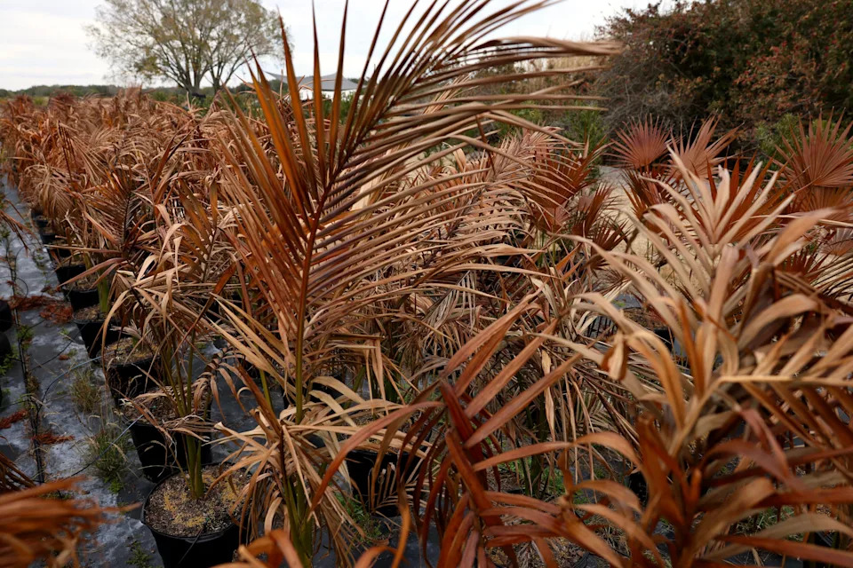 Clusia shrubs and palms lost to cold weather are seen, Feb. 11, 2026 at East Coast Nursery, a family-owned business in Indiantown. The nursery reported 6,000 Clusia shrubs and 10,000 palms were lost following a 26-degree freeze, with winds up to 30 mph in early February.