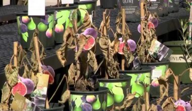 Plants freeze? What experts say as Central Florida thaws out