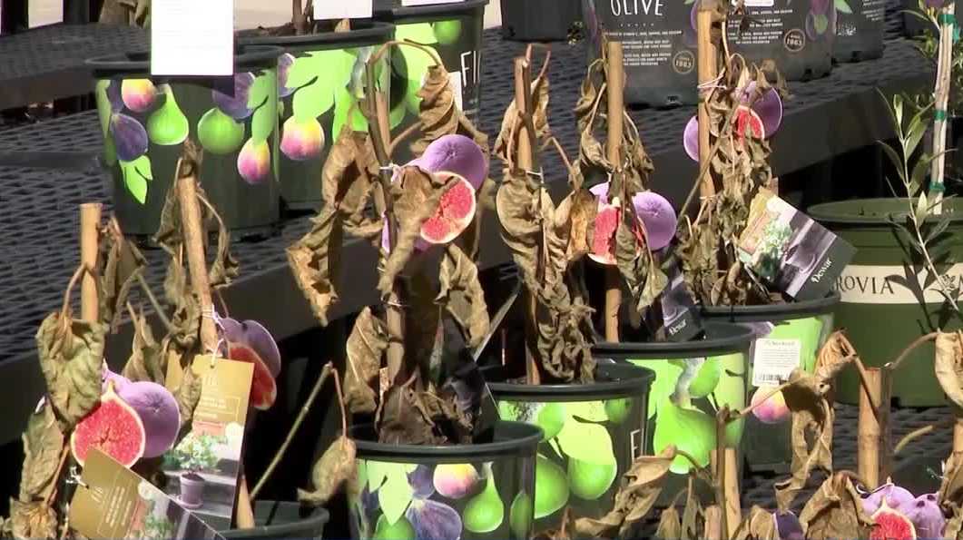 Plants freeze? What experts say as Central Florida thaws out