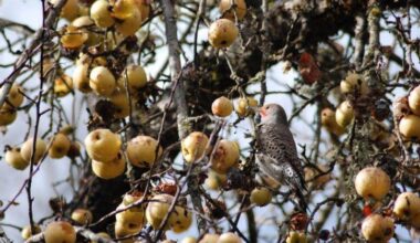 Apple sleuths uncover unique trees on Peter Britt grounds in Jacksonville