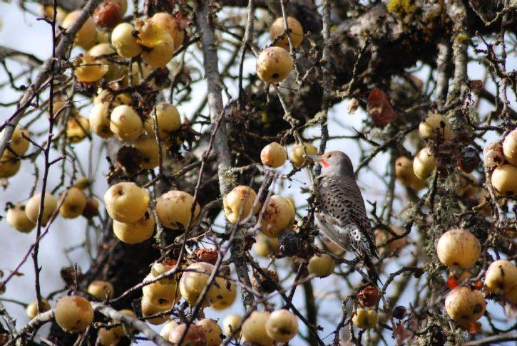 Apple sleuths uncover unique trees on Peter Britt grounds in Jacksonville