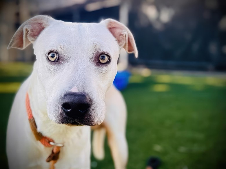 adoptable dog Pacman at Orange County Animal Services