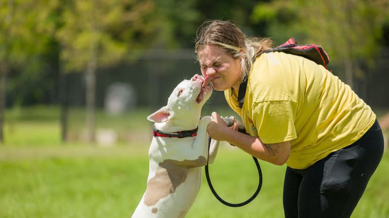 Broward County Animal Care Hosts Super Bowl Week Adoption Event to Help Pets Find Homes 5 Broward County Animal Care Hosts Super Bowl Week Adoption Event to Help Pets Find Homes