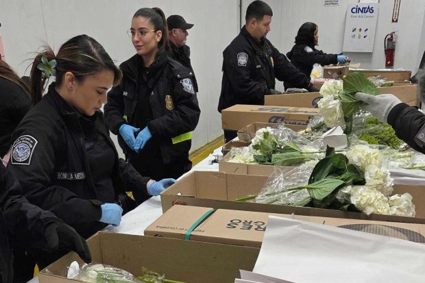 Valentine's Day flowers are unwrapped and inspected by U.S. Customs and Border Protection agriculture specialists at Miami International Airport