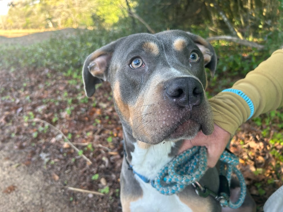 Yuri is an avid outdoorsman who likes long walks and extended snuggles!