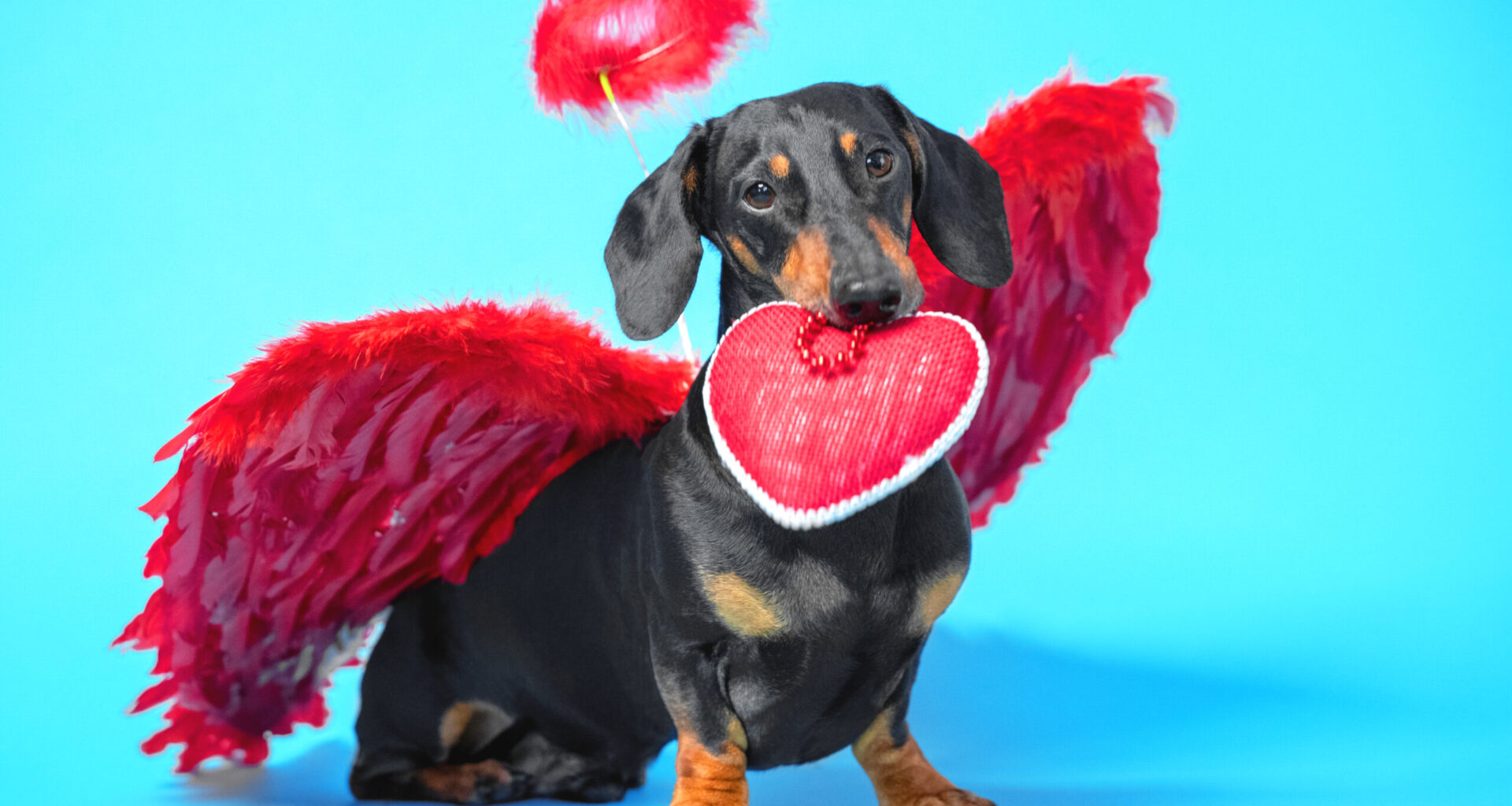 What to do, Where to go