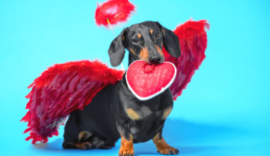 What to do, Where to go