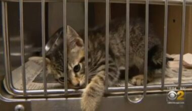 Florida bill creating public registry of animal abusers passes unanimously in Senate