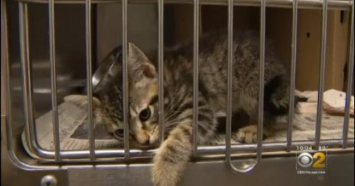 Florida bill creating public registry of animal abusers passes unanimously in Senate