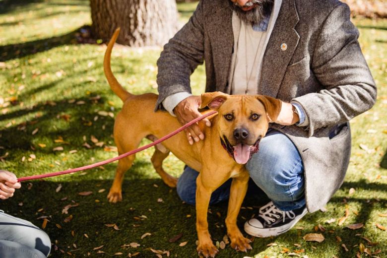 Orange County Animal Services Azazel A580372