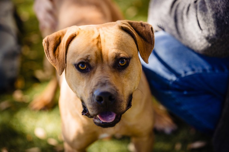 Adoptable dog Orange County Animal Services Azazel A580372