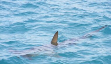 Florida shark bites were below average in 2025, report finds