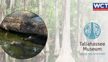 Alligators at Tallahassee Museum predict six more weeks of winter🐊❄️