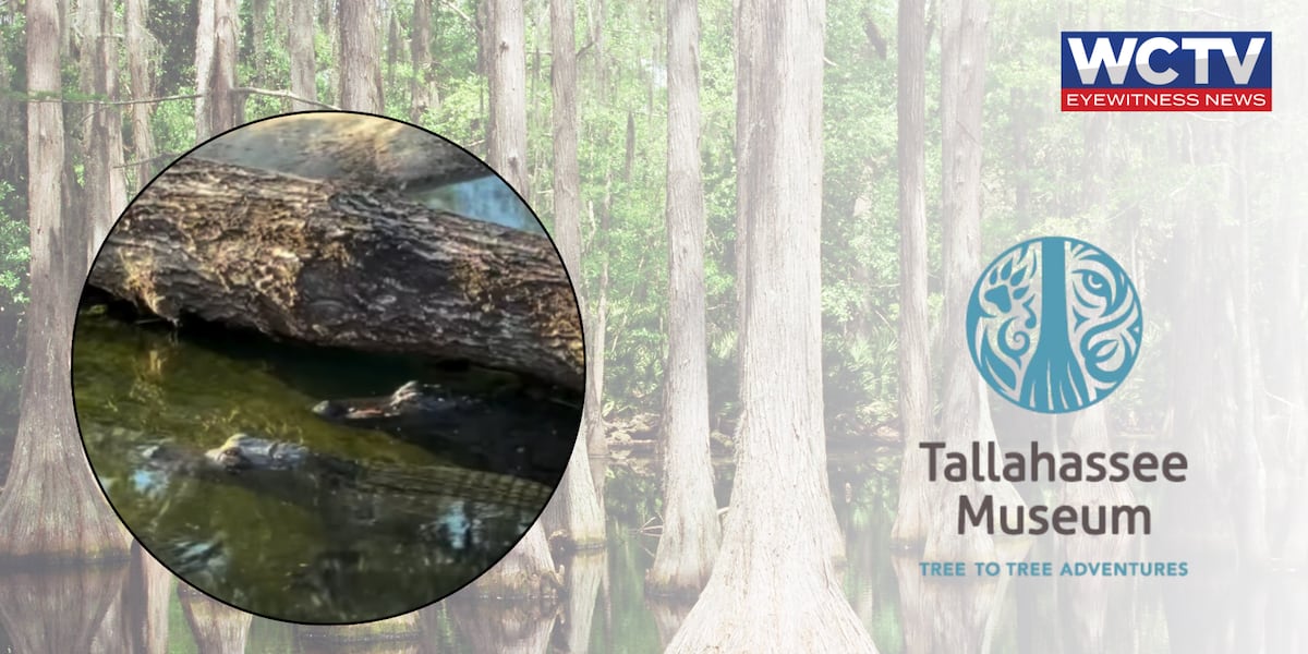 Alligators at Tallahassee Museum predict six more weeks of winter🐊❄️