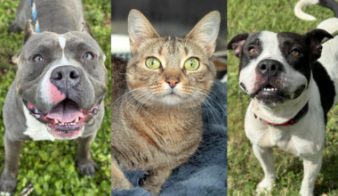 Over 200 cats and dogs are available for adoption through Broward County Animal Care, with a range of breeds and personalities to fit any loving home.
