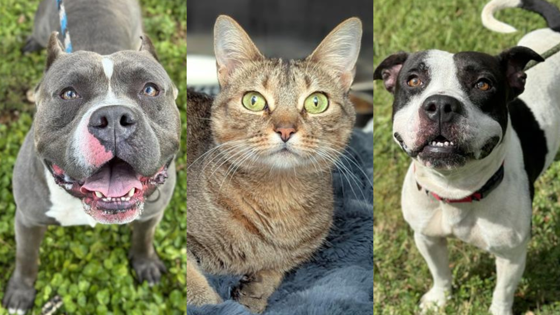 Over 200 cats and dogs are available for adoption through Broward County Animal Care, with a range of breeds and personalities to fit any loving home.