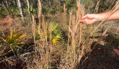 Dry conditions raise fire risk across Tampa Bay