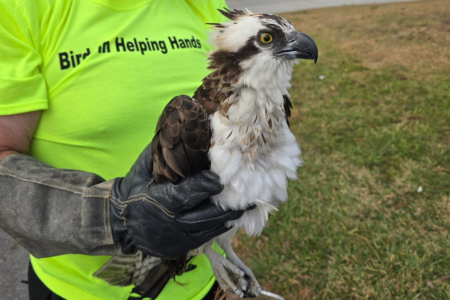 Tampa Bay nonprofit responds to thousands of injured bird calls every year