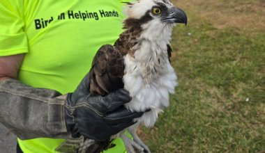 Tampa Bay nonprofit responds to thousands of injured bird calls every year