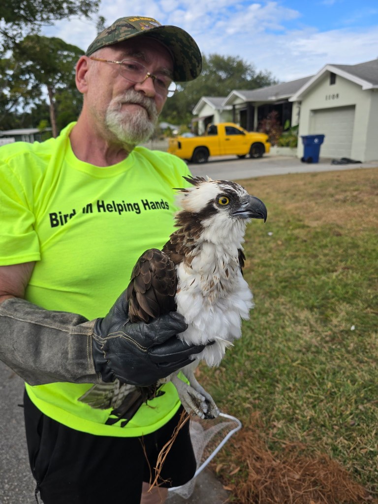 A volunteer wearing protective gear safely holding a rescued Osprey in a residential neighborhood.