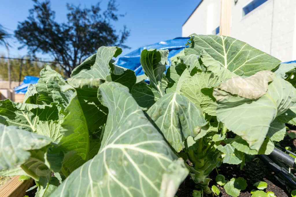 A community garden outside Blue Zones Jacksonville's headquarters.