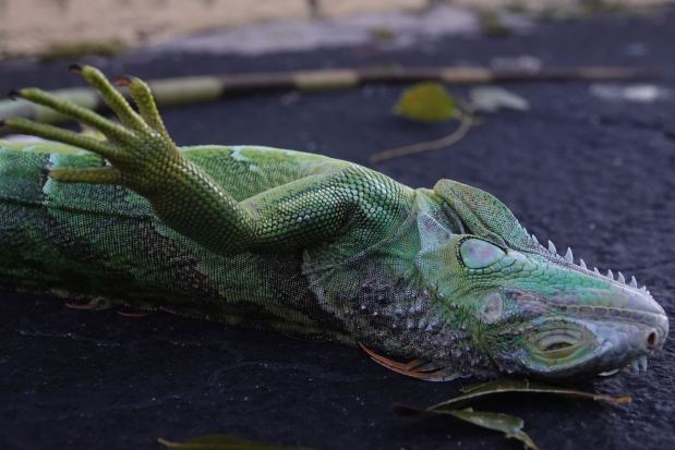 A "frozen" iguana on the pavement in South Florida early Sunday, Feb. 1, 2026. (Joe Cavaretta/South Florida Sun Sentinel)