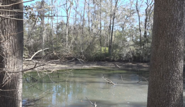 Tallahassee environmental group calls for greater airborne testing of harmful algae blooms