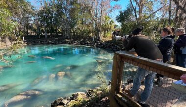 The City of Crystal River recently bought a new shuttle, helping ease the flow of increased traffic between the Three Sisters Springs Visitor Center. The recent investment is coming at a crucial time for the 'Manatee Capital of the World.' (Spectrum News/Calvin Lewis)
