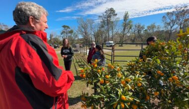 29th Annual Kumquat Festival in Dade City postponed to March
