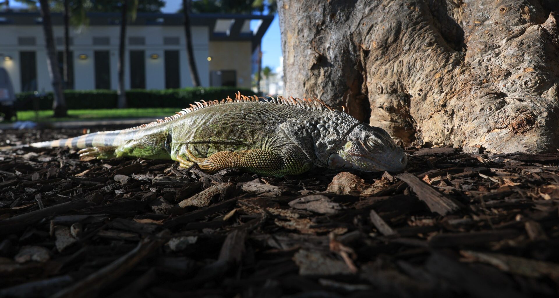 Countless Iguanas Are Falling From Florida Trees—Again