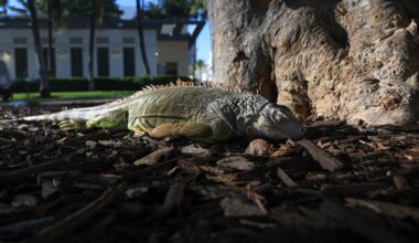 Countless Iguanas Are Falling From Florida Trees—Again