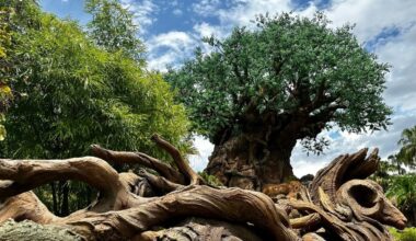 The Tree of Life at Disney’s Animal Kingdom, its intricate roots and green canopy soaring above lush jungle under a bright sky.
