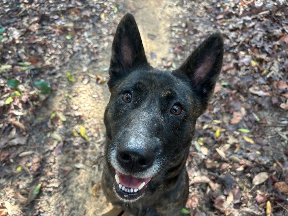 Lola is looking for an endless supply of treats and room to run!