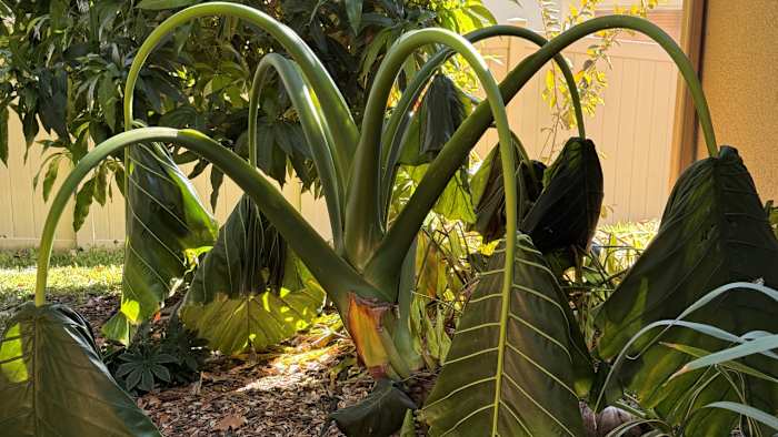 Prune, water, or what? Here’s what to do for your plants after the Florida freeze