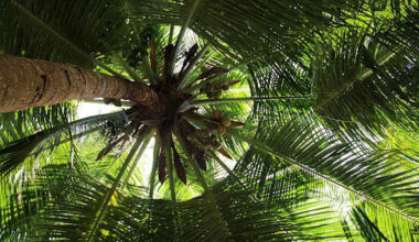 What’s killing Florida’s palm trees? This may be the answer