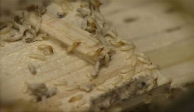 All of Florida is at risk thanks to 2 invasive termite species that have now formed a hybrid, experts say