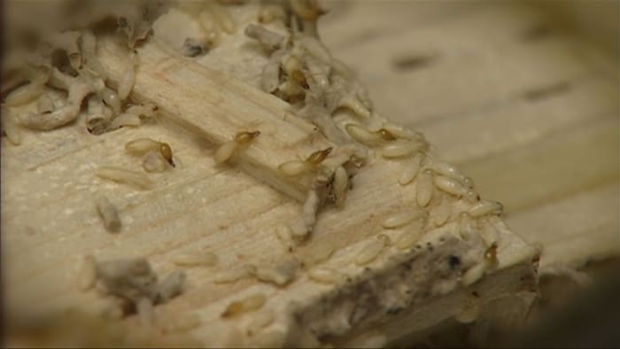 All of Florida is at risk thanks to 2 invasive termite species that have now formed a hybrid, experts say