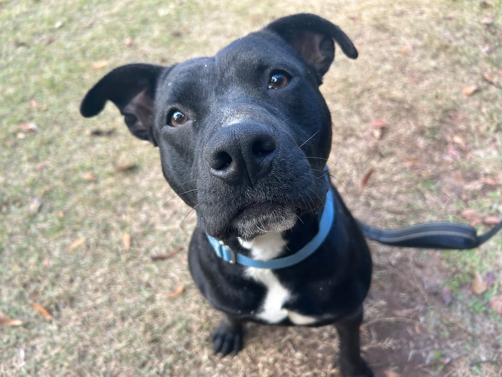 Misty is a sweetheart looking for a sweetheart of an owner that can stick by her side for life!