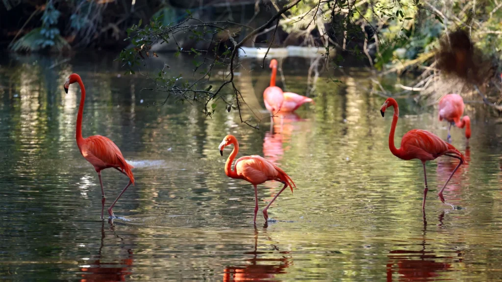 Flamingo floated again as Florida's state bird