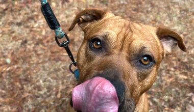 Sweet pups looking for sweethearts